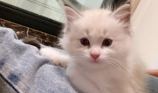 Cat Intelligence Ranking