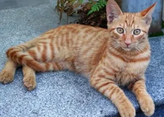 How to deal with cat owners who smoke?