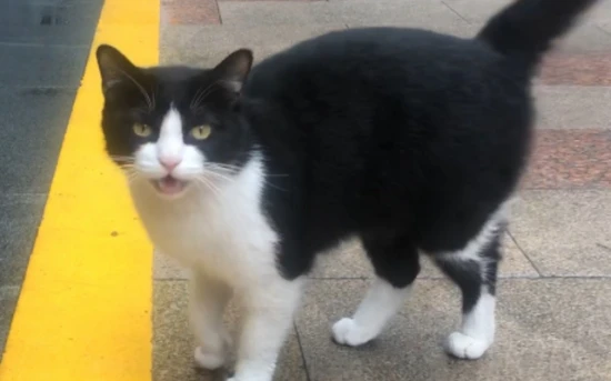 What breed is the "Machine Cat"?