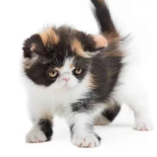 How to choose toys for a three-month-old kitten?