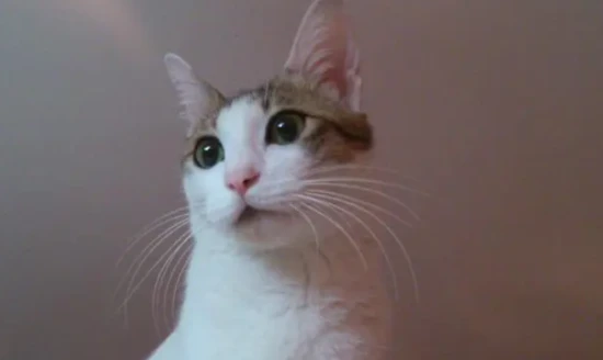 How to handle stress in cats