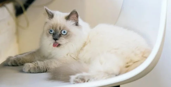 Cat Dietary Tips: Healthy Eating Plan to Protect Your Pet's Health