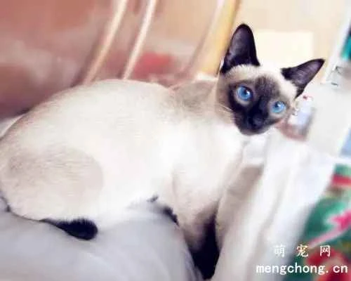 Questions about feline dental diseases and methods of dental care.