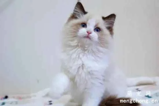 The history and origins of Ragdoll cats