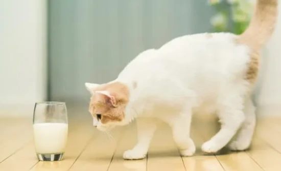 Can kittens drink pure milk?
