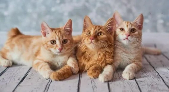 Are Scottish Fold cats born with their ears?