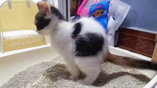 What to do if your cat poops somewhere else?