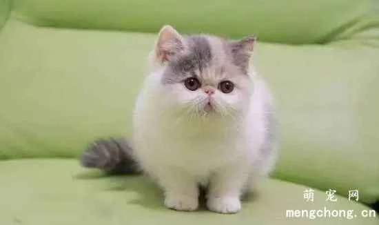 Garfield cat (Exotic Shorthair) care and management in all seasons