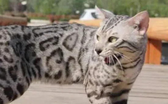 What kinds of cats are there in Indonesia?