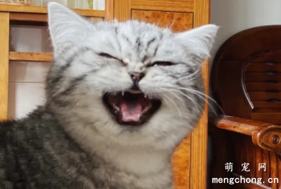 猫咪为啥总是喵喵叫讨食？明明碗里还有粮！