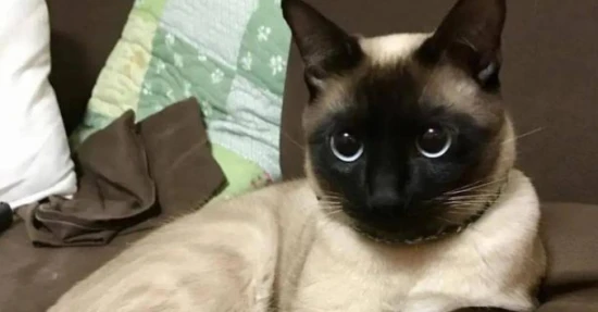 Which is easier to raise, a Himalayan cat or a Siamese cat?