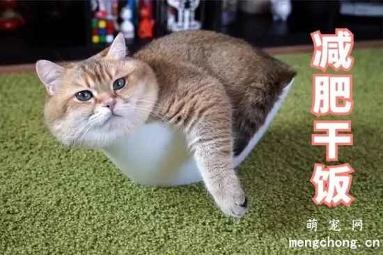 How to prevent cats from regaining weight after successful weight loss