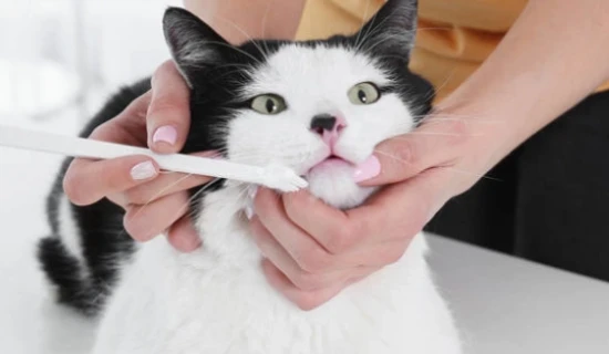 Why it's not recommended to brush a cat's teeth