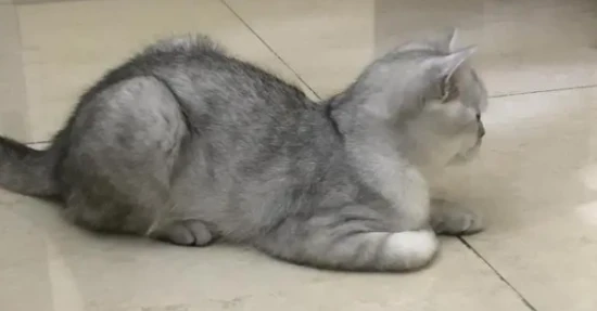 Is my cat sick because it squats like a hen in the summer?