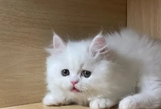 What to do if your cat keeps meowing?