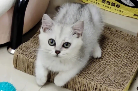 这些特征你家猫都有吗？这说明猫咪“身体”很健康！