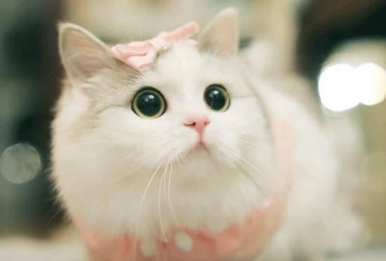 Can people with a strong yin energy keep cats?