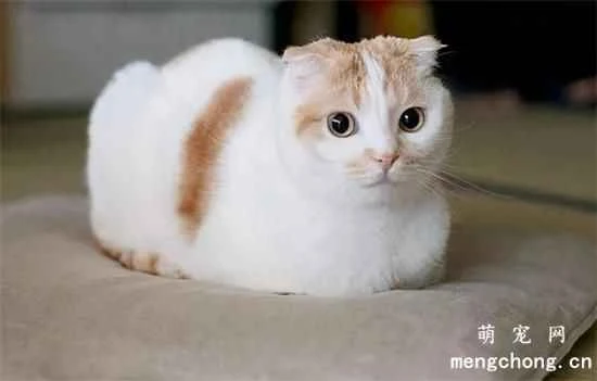 How to prevent lead poisoning in pet cats