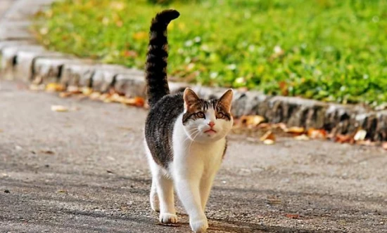 What does it mean when a cat raises its tail?