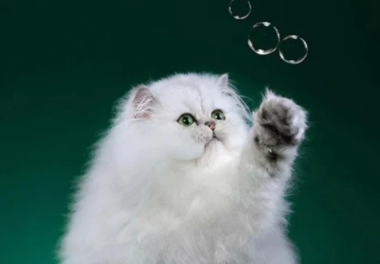 宠物猫名字如何取 寓意吉利招财的猫咪名字