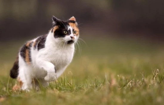 Cat vaccination interval