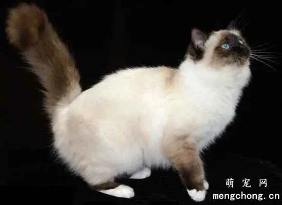 The history and origins of the Birman cat