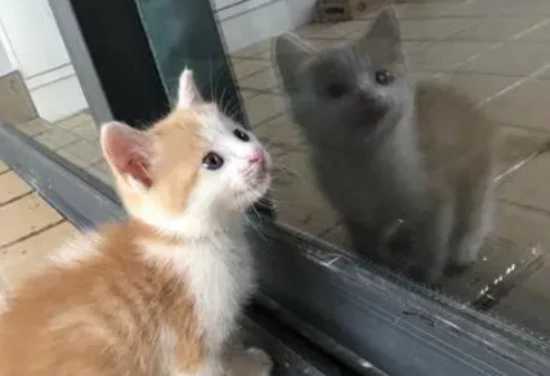 If my cat, which I've had for a month, gets lost, can I get it back?