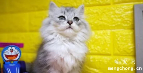 Can pet cats wear contact lenses?