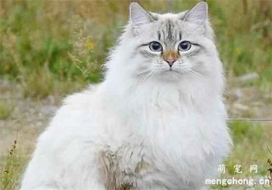 What are the symptoms of vitamin B deficiency in cats?