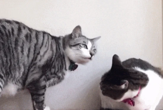 为什么猫咪之间并不怎么喵喵喵地“说话”？