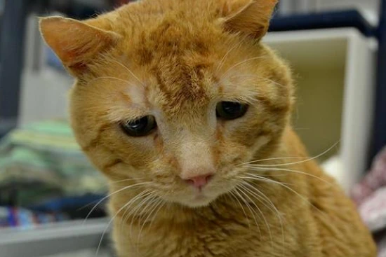 小猫咪不喝水怎么办？解决猫不喝水的最佳办法