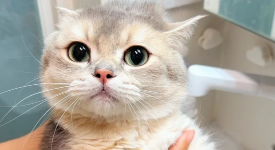 Can I keep a cat while trying to conceive? 备孕可以养猫吗