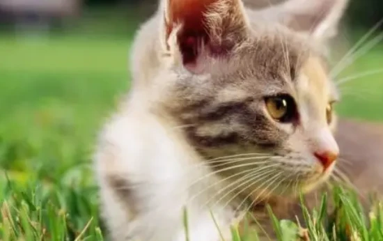 New cat owners, pay attention to these eight points!