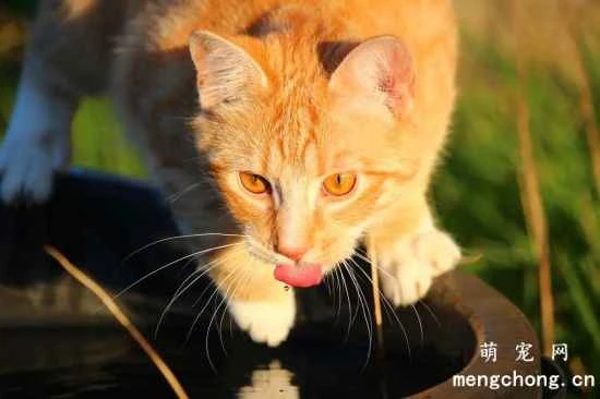 How to get your cat to drink more water in the cold winter?