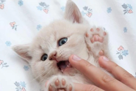 What are cats most afraid of?