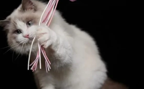 What should I do if my cat won't leave my house?