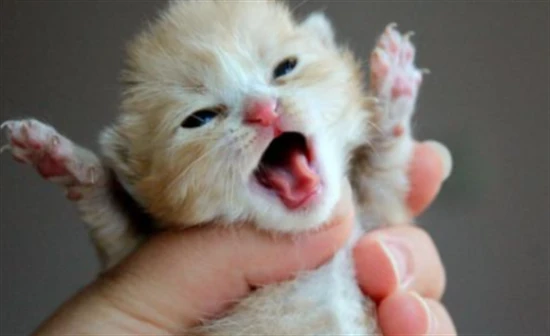 How many days after birth can kittens be weaned?