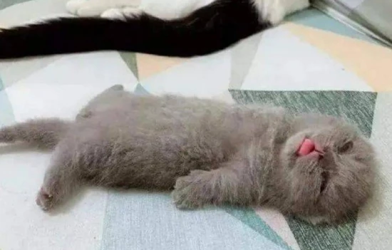 The kitten is sleepy but has a normal appetite.