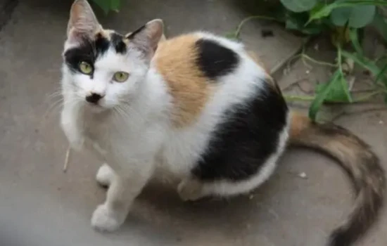 How to tell if a cat is a mixed breed (or mongrels)