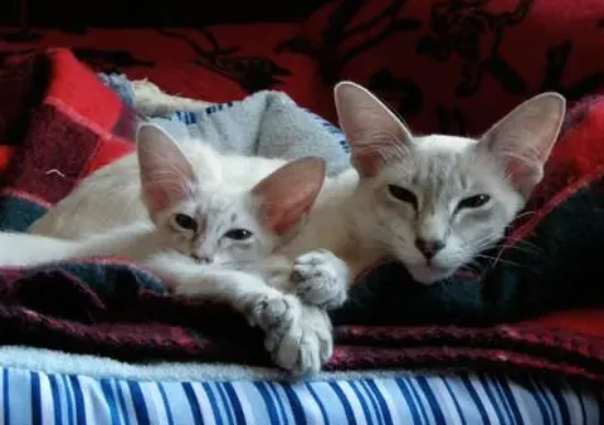 Do Javanese cats shed?