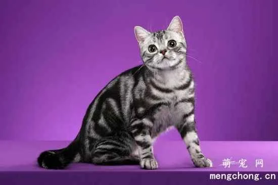 American Shorthair Cat Health Care Knowledge