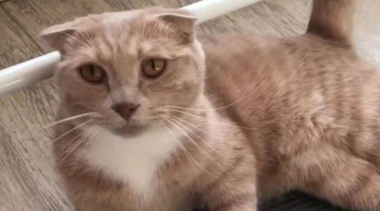 Why do cats kick their own faces with their hind legs? Are they really stupid?