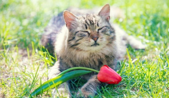 Are tulips poisonous to cats?
