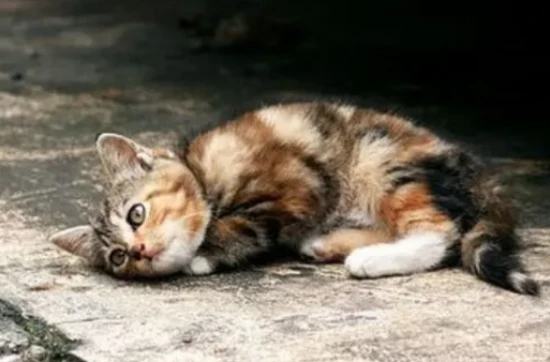 Why does having a cat make the house feel gloomy?