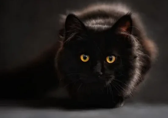 Is there any significance to black cats?