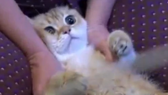 What can an ultrasound scan detect in a cat?