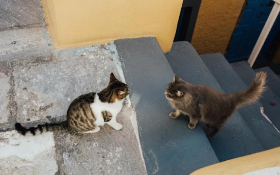 How to stop a cat from going upstairs