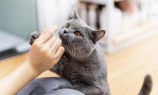 How to tell which owner your cat prefers?