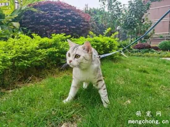 Do cats need to be walked? Precautions for walking cats.