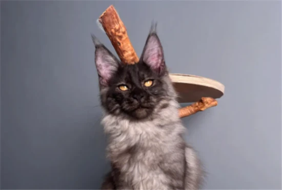 What's the name of that really badass cat?